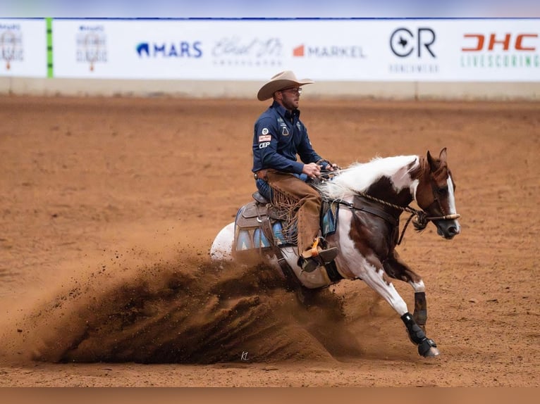 American Paint Horse Gelding 6 years 14.1 hh Pinto in Waco