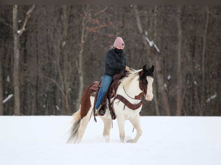 American Paint Horse Gelding 6 years 14.1 hh Pinto in Clarion