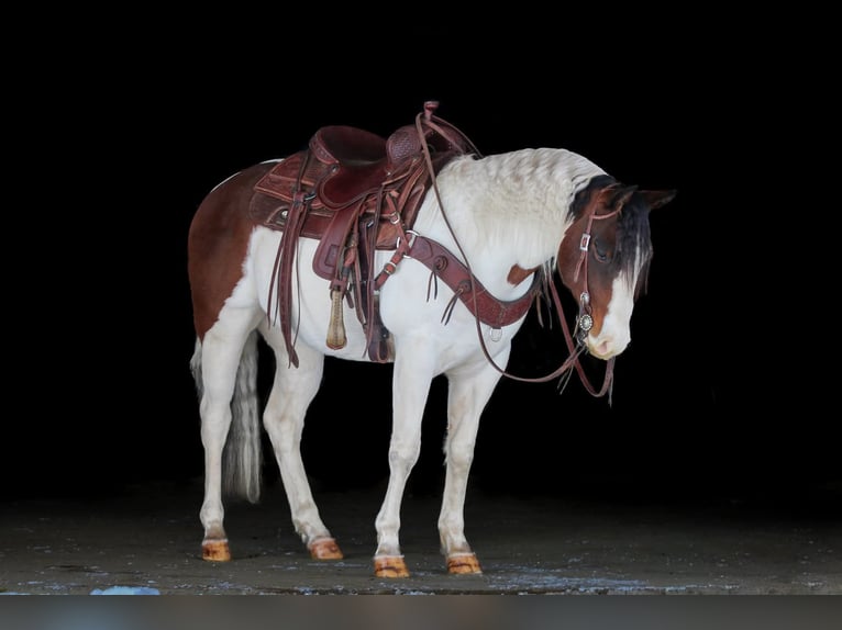 American Paint Horse Gelding 6 years 14.1 hh Pinto in Clarion