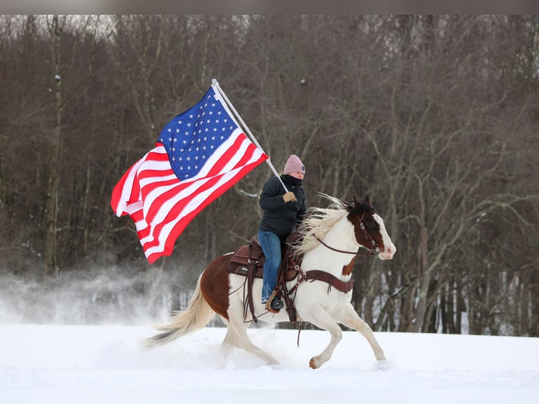 American Paint Horse Gelding 6 years 14.1 hh Pinto in Clarion