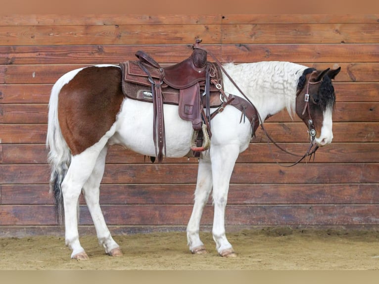 American Paint Horse Gelding 6 years 14.1 hh Pinto in Clarion