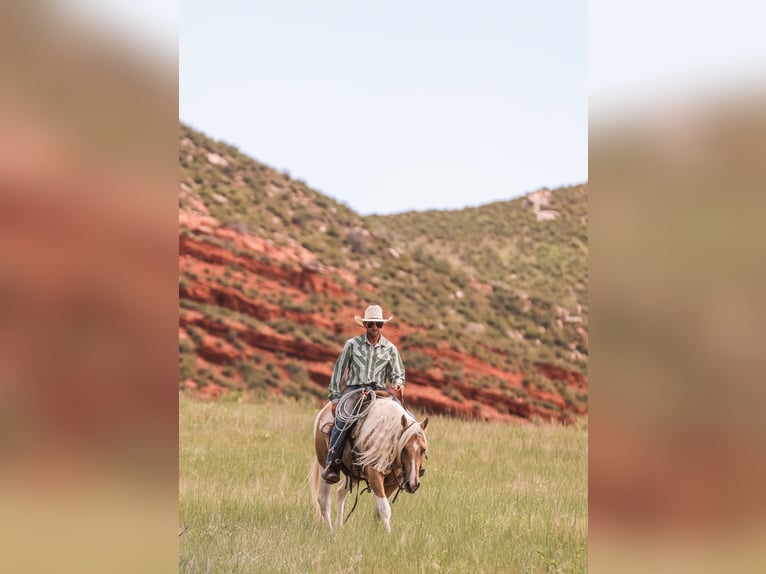 American Paint Horse Gelding 6 years 14.2 hh Pinto in Ranger