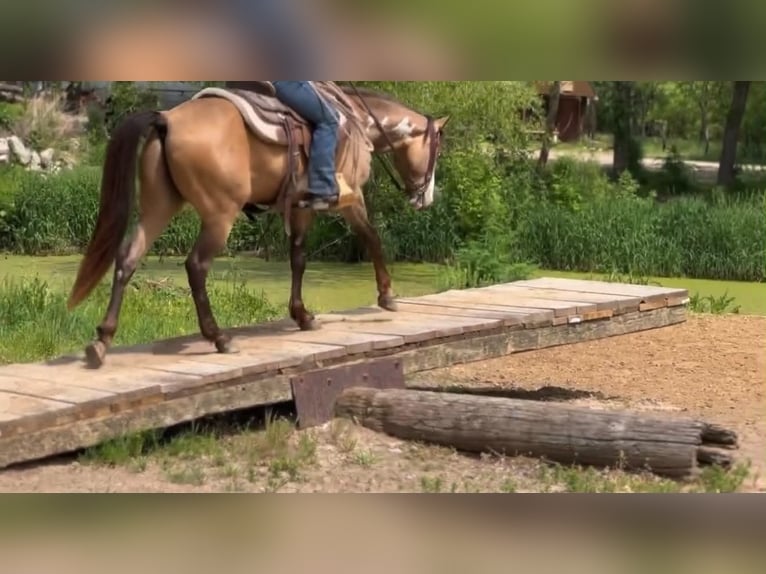 American Paint Horse Gelding 6 years 14 hh Overo-all-colors in Marana, AZ