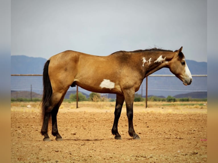 American Paint Horse Gelding 6 years 14 hh Overo-all-colors in Marana, AZ
