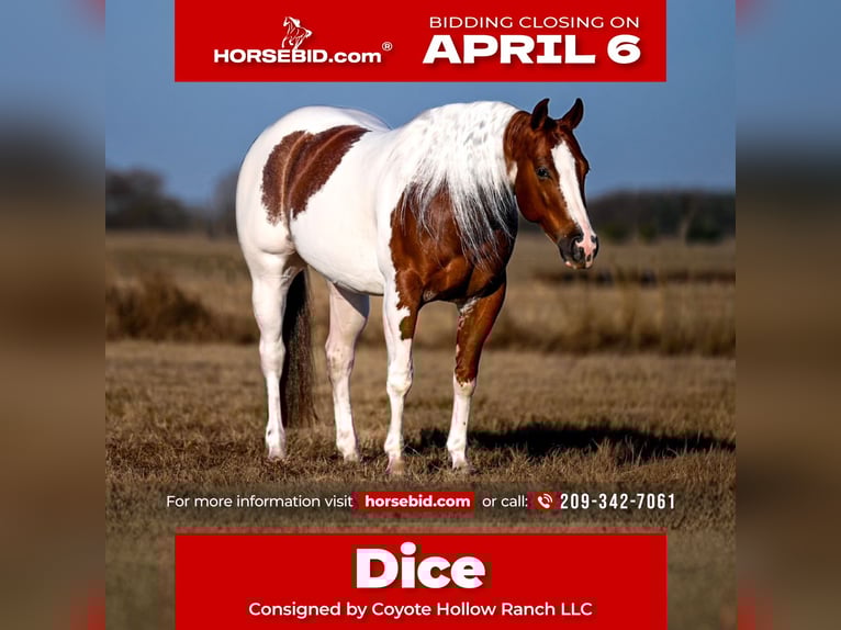 American Paint Horse Gelding 6 years 14,1 hh Pinto in Waco