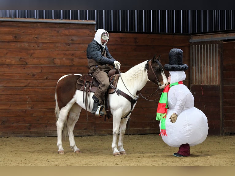 American Paint Horse Gelding 6 years 14,1 hh Pinto in Clarion