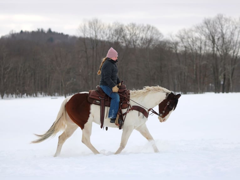 American Paint Horse Gelding 6 years 14,1 hh Pinto in Clarion