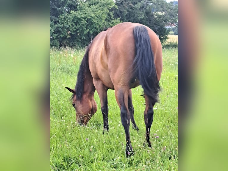 American Paint Horse Gelding 6 years 14,2 hh Brown in Waldmühlen