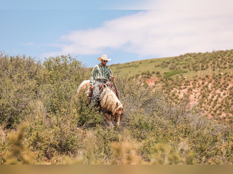 American Paint Horse Gelding 6 years 14,2 hh Pinto in Ranger