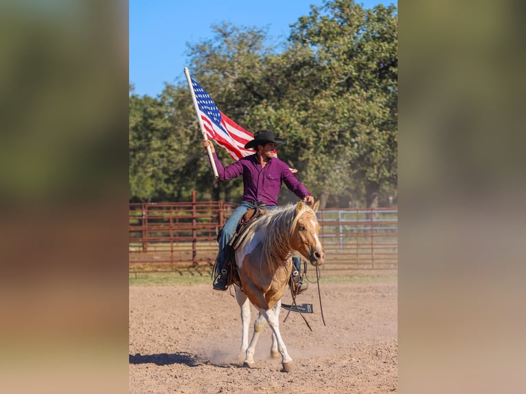 American Paint Horse Gelding 6 years 14,2 hh Pinto in Ranger