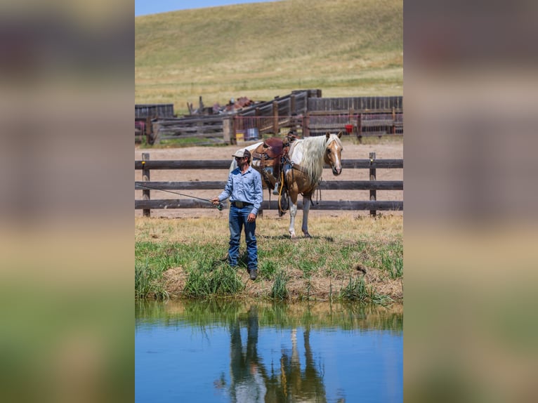 American Paint Horse Gelding 6 years 14,2 hh Pinto in Ranger