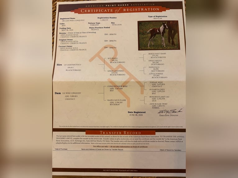 American Paint Horse Gelding 6 years 14,2 hh Tobiano-all-colors in Limoges