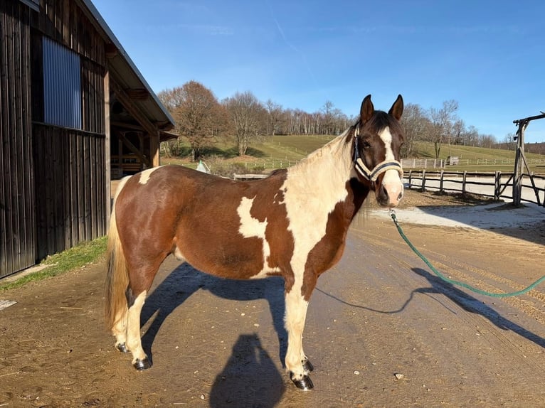 American Paint Horse Gelding 6 years 14,2 hh Tobiano-all-colors in Limoges