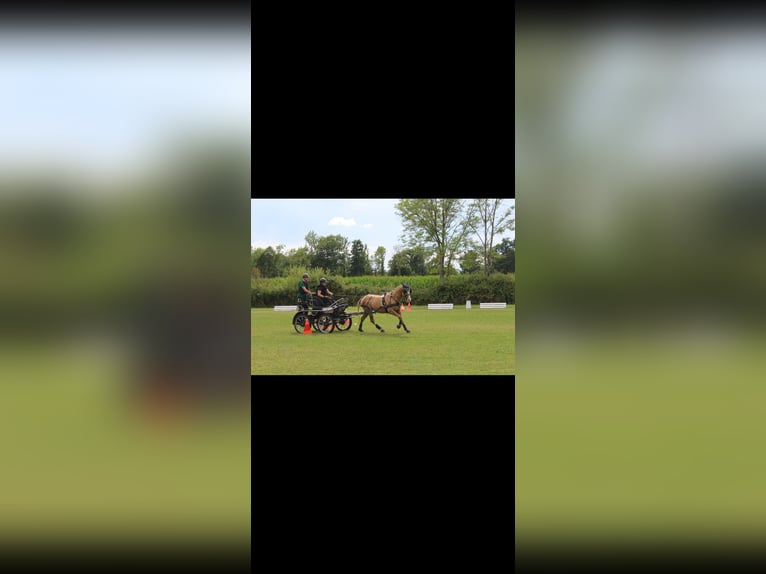 American Paint Horse Gelding 6 years 15.1 hh Palomino in Saerbeck