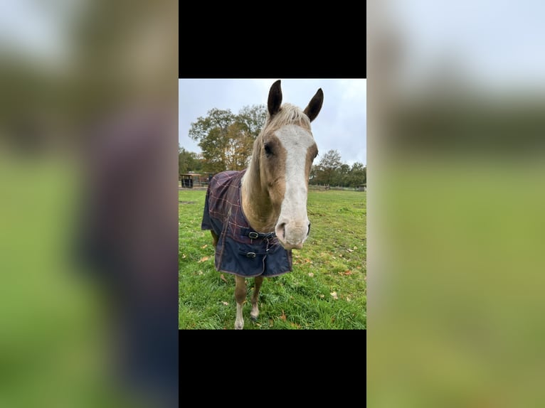 American Paint Horse Gelding 6 years 15.1 hh Palomino in Saerbeck