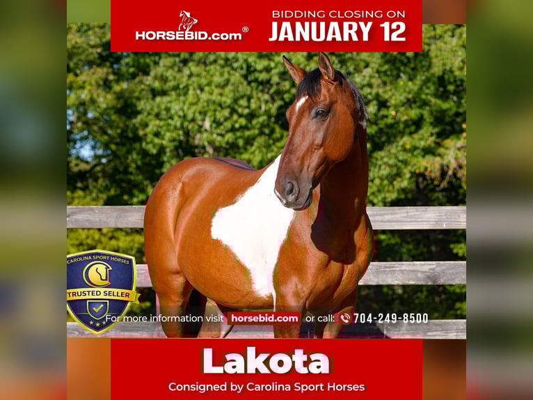 American Paint Horse Mix Gelding 6 years 15,1 hh Pinto in Clover