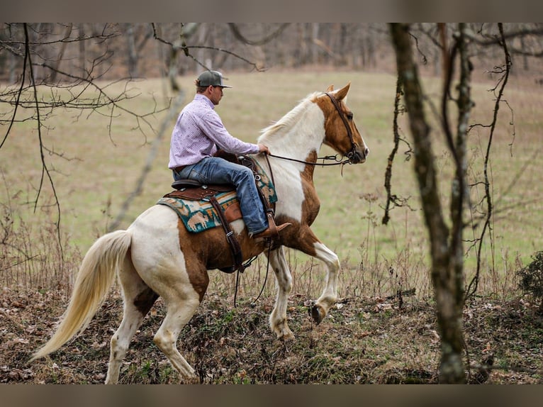 American Paint Horse Gelding 6 years 15.1 hh Pinto in Santa Fe