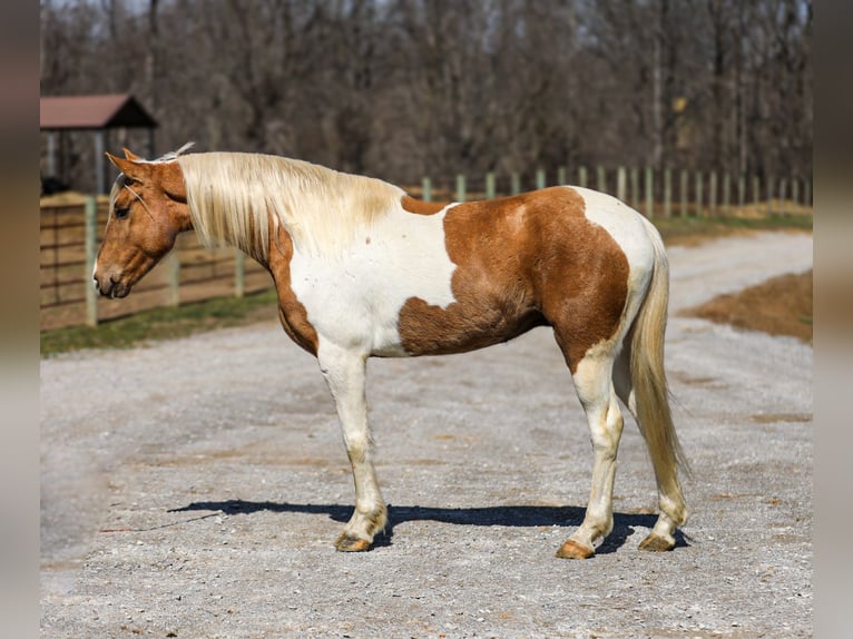 American Paint Horse Gelding 6 years 15.1 hh Pinto in Santa Fe