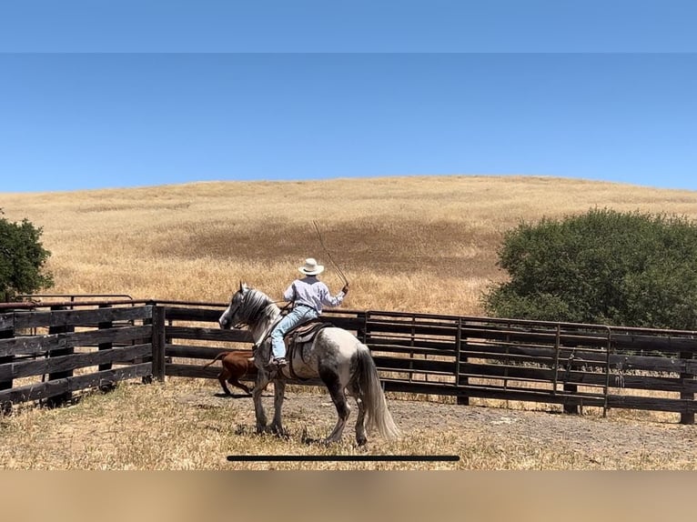 American Paint Horse Gelding 6 years 15,2 hh Grey in Paicines CA