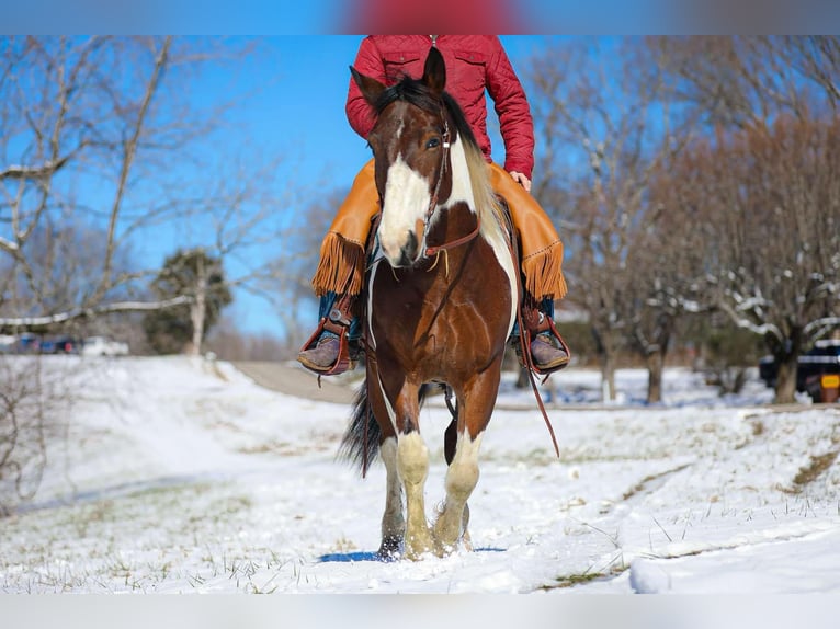 American Paint Horse Gelding 6 years 15.2 hh Tobiano-all-colors in Santa Fe TN