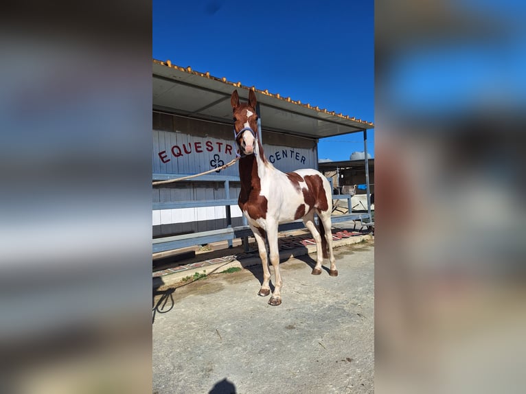 American Paint Horse Gelding 6 years 15.2 hh Tovero-all-colors in Solarino