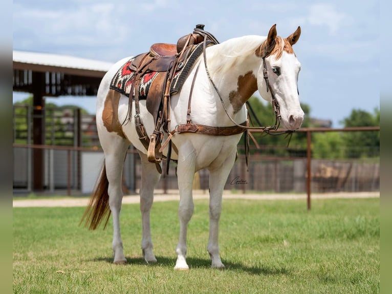 American Paint Horse Gelding 6 years 15 hh Dun in Fort Worth