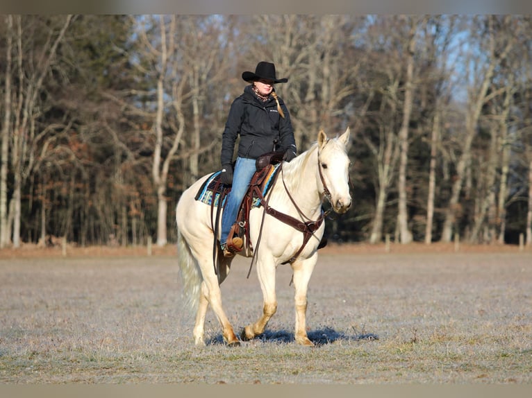 American Paint Horse Gelding 6 years 15 hh Palomino in Clarion
