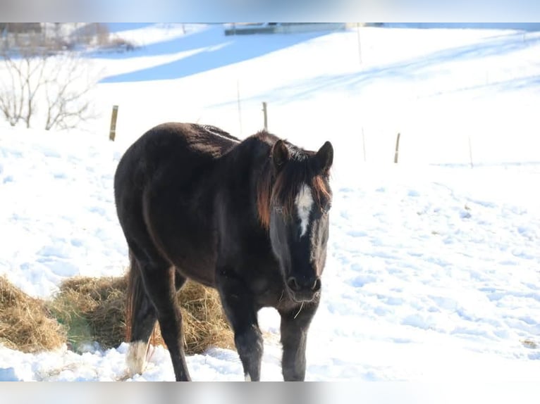 American Paint Horse Gelding 6 years 15,1 hh Black in Worb
