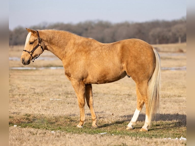 American Paint Horse Gelding 6 years 15,1 hh Palomino in Weatherford