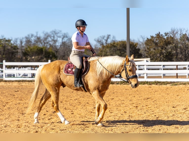 American Paint Horse Gelding 6 years 15,1 hh Palomino in Weatherford