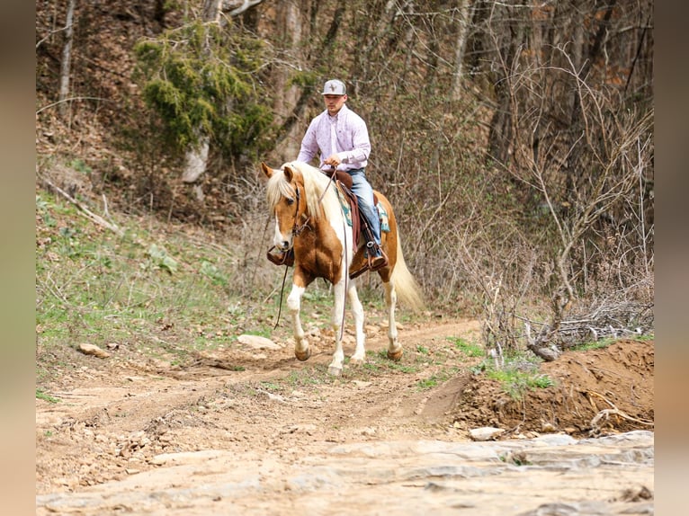 American Paint Horse Gelding 6 years 15,1 hh Pinto in Santa Fe
