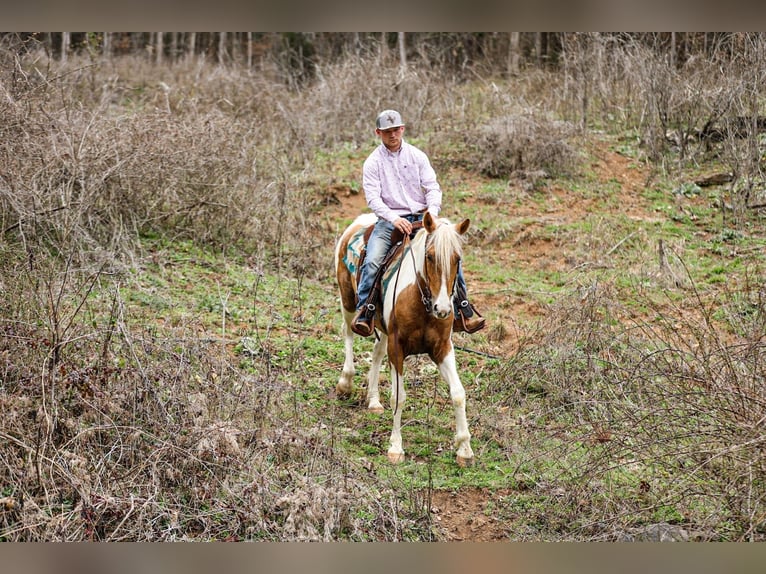 American Paint Horse Gelding 6 years 15,1 hh Pinto in Santa Fe