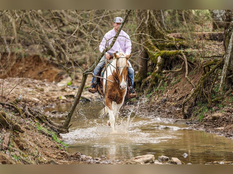 American Paint Horse Gelding 6 years 15,1 hh Pinto in Santa Fe