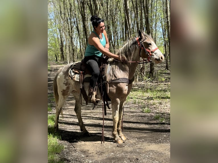 American Paint Horse Gelding 6 years 15,1 hh Sabino in Mantua