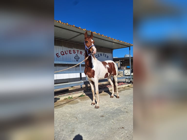 American Paint Horse Gelding 6 years 15,1 hh Tovero-all-colors in Solarino