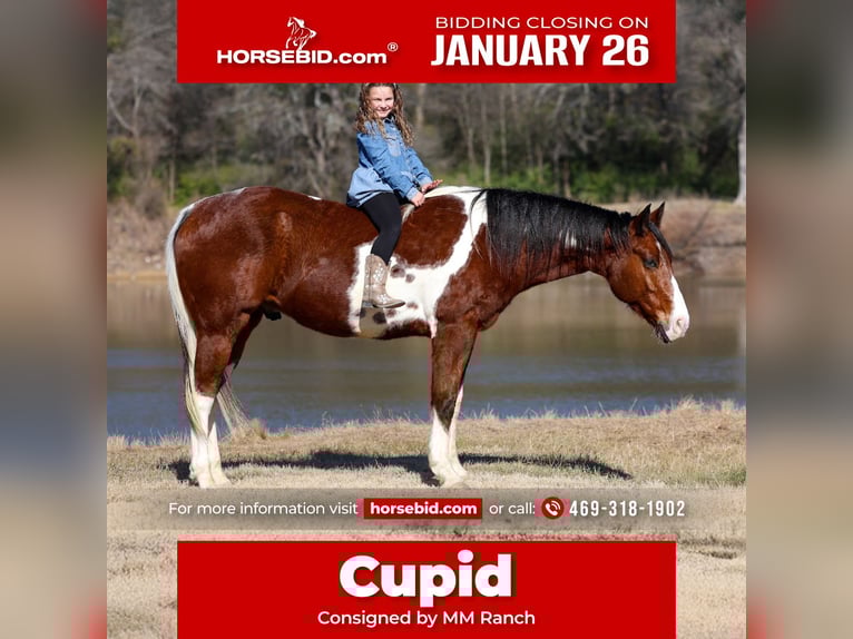 American Paint Horse Gelding 6 years 15,2 hh Bay in Forney