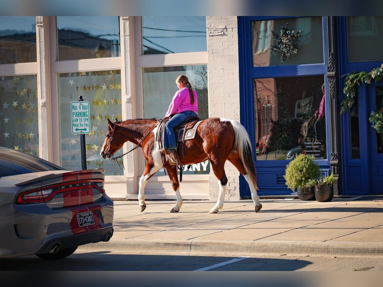 American Paint Horse Gelding 6 years 15,2 hh Bay in Forney