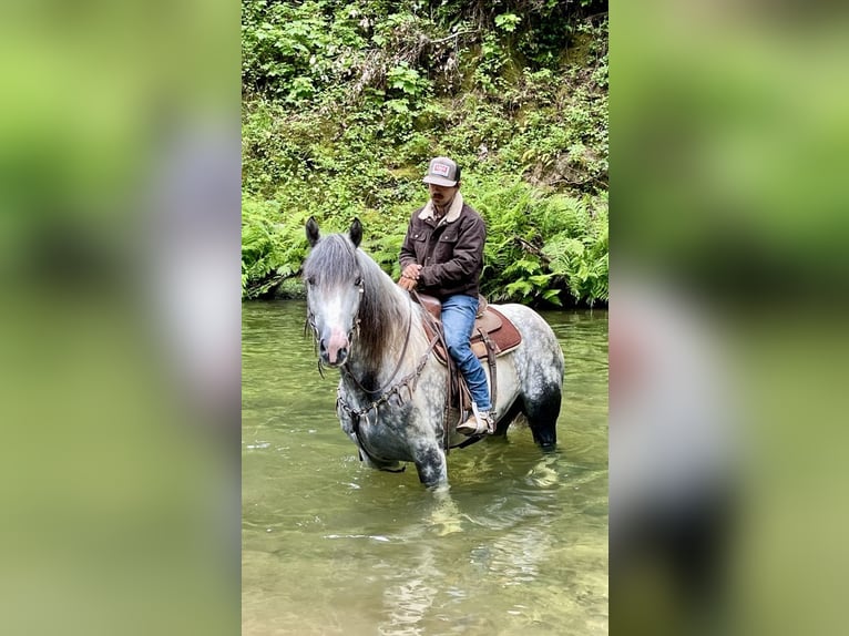 American Paint Horse Gelding 6 years 15,2 hh Grey in Paicines CA