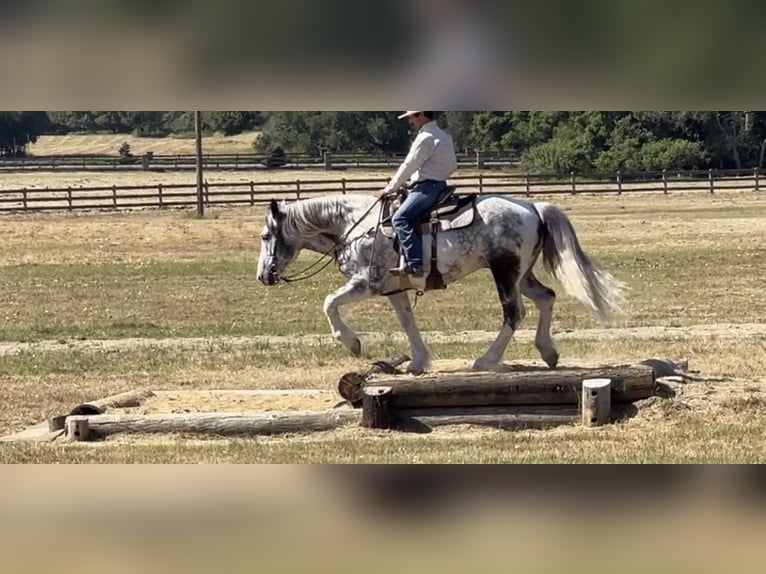American Paint Horse Gelding 6 years 15,2 hh Grey in Paicines CA