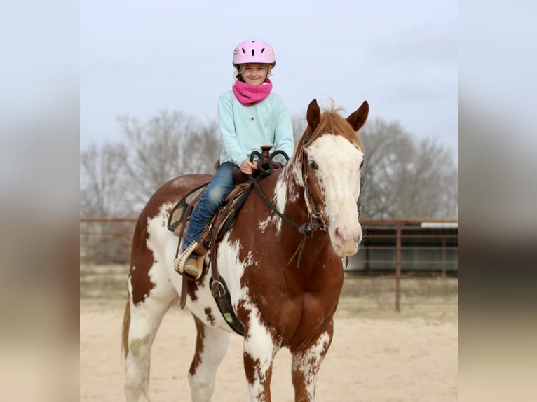 American Paint Horse Gelding 6 years 16.2 hh Sorrel in Athens