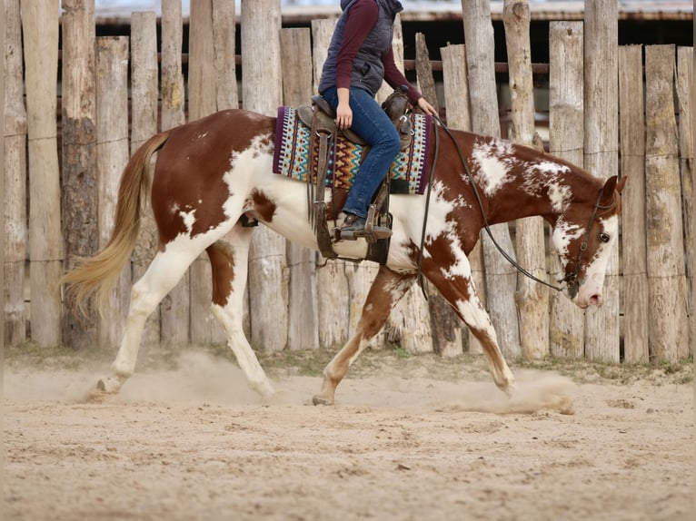 American Paint Horse Gelding 6 years 16.2 hh Sorrel in Athens