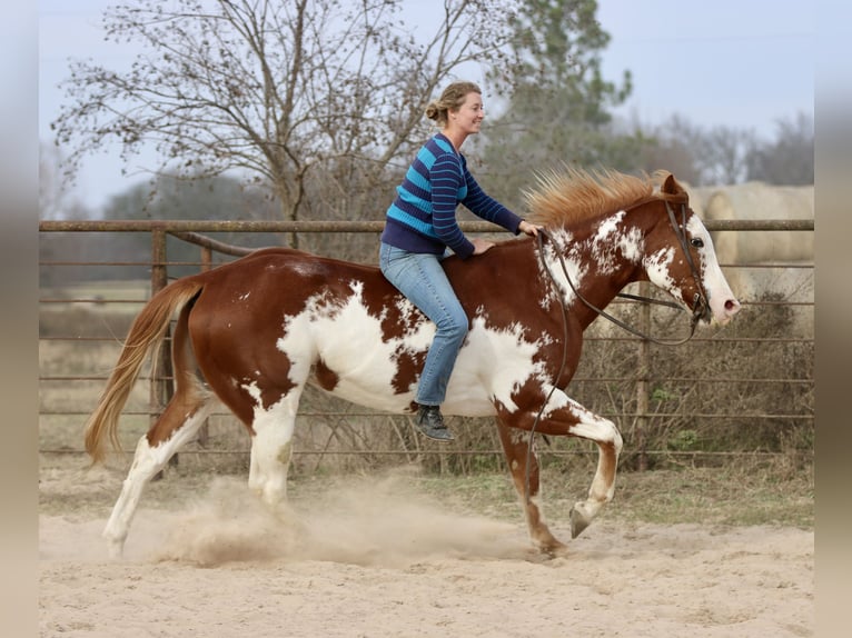 American Paint Horse Gelding 6 years 16.2 hh Sorrel in Athens
