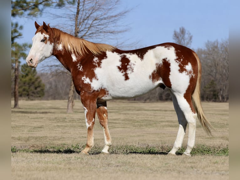 American Paint Horse Gelding 6 years 16,2 hh Sorrel in Athens