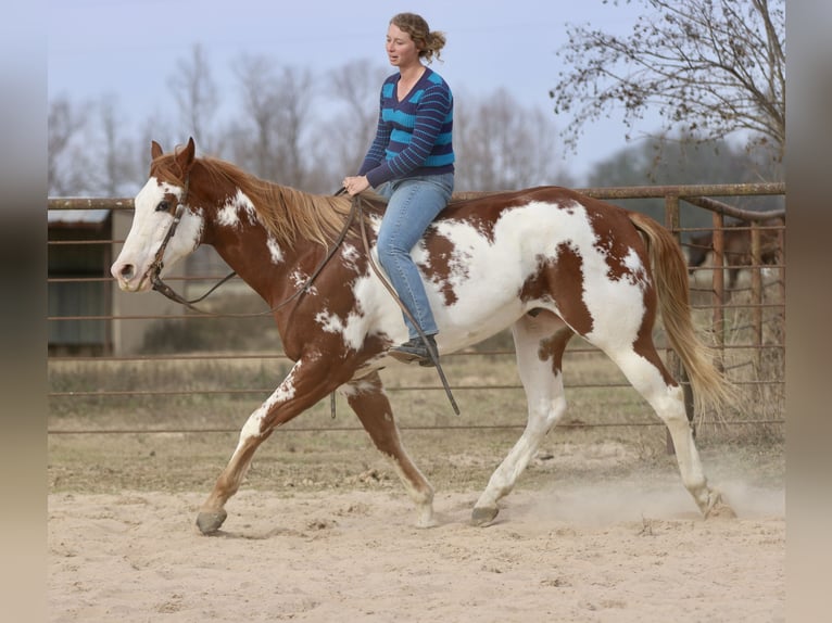 American Paint Horse Gelding 6 years 16,2 hh Sorrel in Athens