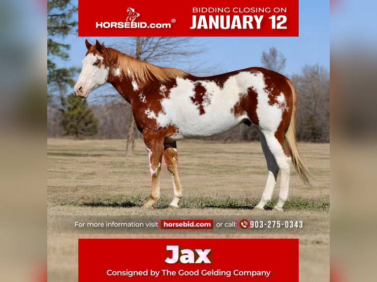 American Paint Horse Gelding 6 years 16,2 hh Sorrel in Athens