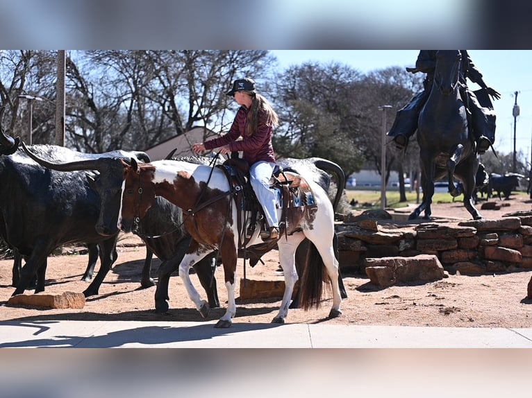 American Paint Horse Gelding 6 years Pinto in Waco