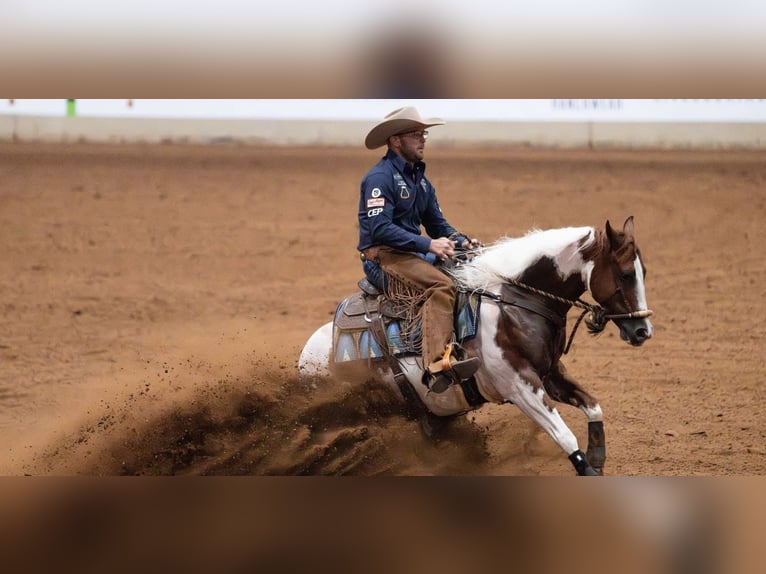 American Paint Horse Gelding 6 years Pinto in Waco