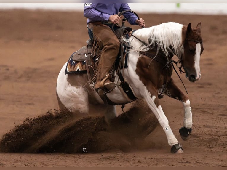American Paint Horse Gelding 6 years Pinto in Waco