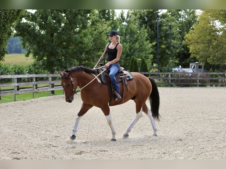 American Paint Horse Mix Gelding 6 years Pinto in Gap