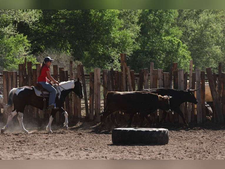 American Paint Horse Gelding 6 years Tobiano-all-colors in Cottonwood AZ